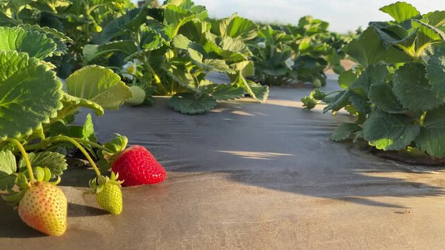 Cinematic wide shot of neat rows of strawberry beds on a farm, beautifully illuminated by warm golden hour sunset light