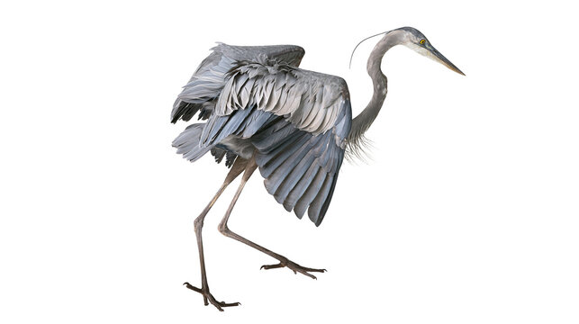 Great Blue Heron bird with spread wings and long legs