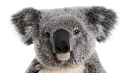 Close-up of a fluffy koala bear face with large ears and black nose © Peregrine