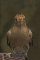 The Hoopoe, Upupa epops. © Dead Tree World