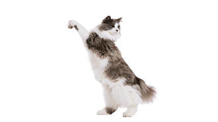 Fluffy grey and white cat standing on hind legs reaching up © Peregrine