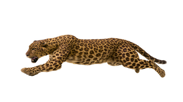 Leopard running with mouth open full body, side view