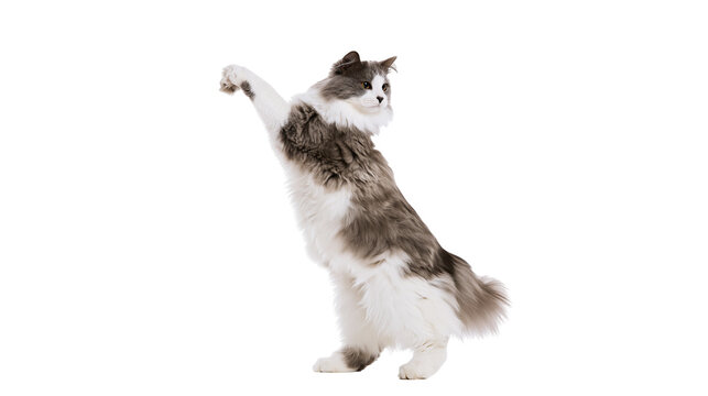 Fluffy grey and white cat standing on hind legs reaching up
