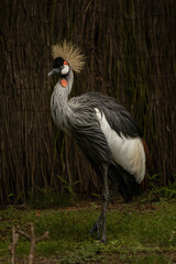 Obraz premium Black Crowned Crane Balearica pavonina