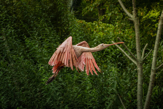 scarlet ibis bird eudocimus ruber