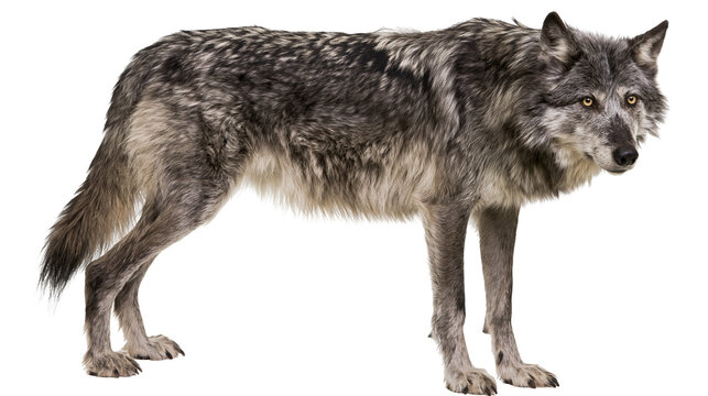 Gray wolf standing full body, looking to the side