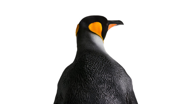King penguin with bright orange ear patches and black head