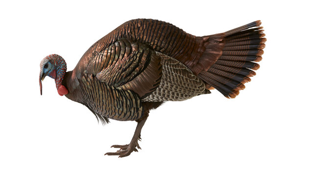 Wild turkey bird with brown feathers and red wattle
