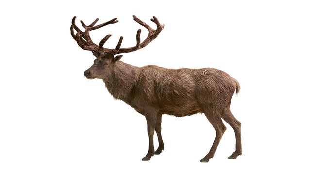 Majestic male red deer with large antlers standing