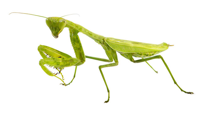 Green praying mantis insect with sharp claws raised