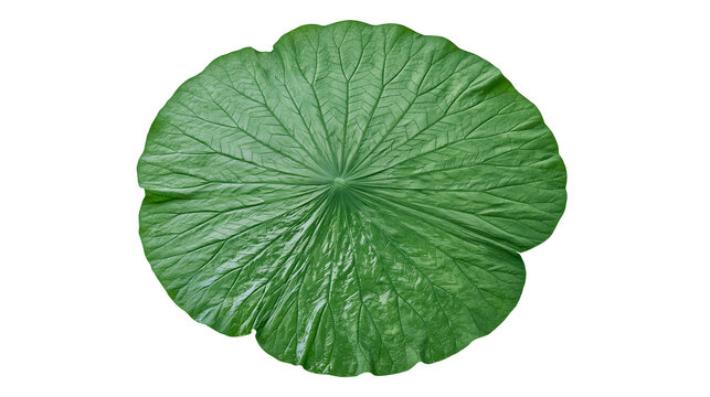 Large green lotus leaf with prominent veins and wavy edges