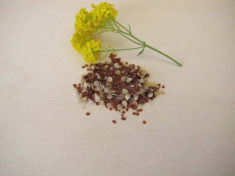 Seeds and a yellow flower of golden alison, Aurinia saxatilis