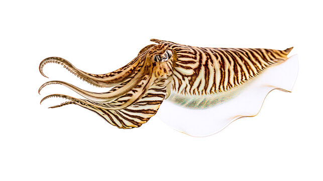 Cuttlefish with striped mantle and tentacles