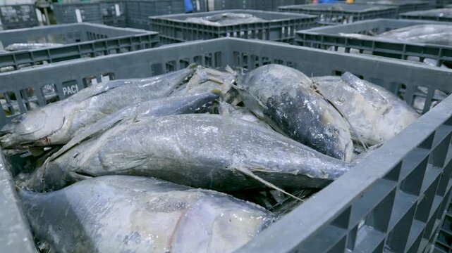 Frozen Whole Tuna in Grey Plastic Industrial Crates Stacked in Rows