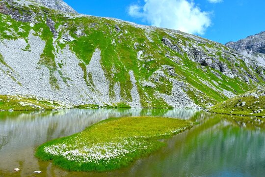 White white cottongrass (Eriophorum scheuchzeri) plants at an island at Oberer Lanischsee alpine lake bellow the slopes covered in green meadow and rocks in P&ouml;llatal, High Tauern, Carinthia, Austria