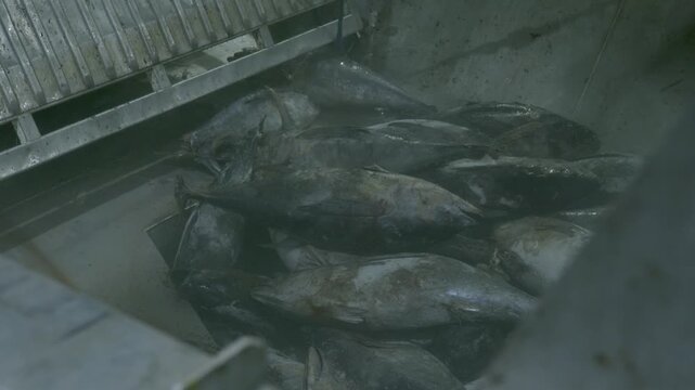High Angle View of Frozen Tuna Pile in Heavy Duty Industrial Hopper