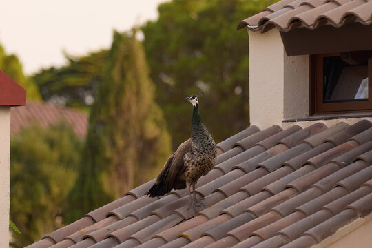 Full body shot of a female Indian peafowl or peahen (Pavo cristatus) perched on a red clay tiled roof of a Spanish style building. Unique urban wildlife scene set against a blurred background of green