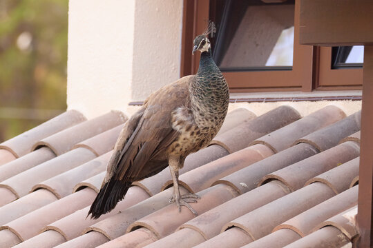 Medium close-up shot of a female Indian peafowl or peahen (Pavo cristatus) standing on a Mediterranean terracotta clay tile roof. Detailed portrait showcasing green iridescent neck feathers, head cres