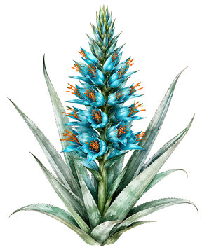 Watercolor Blue Puya (Puya berteroniana) Isolated on Pure White Background