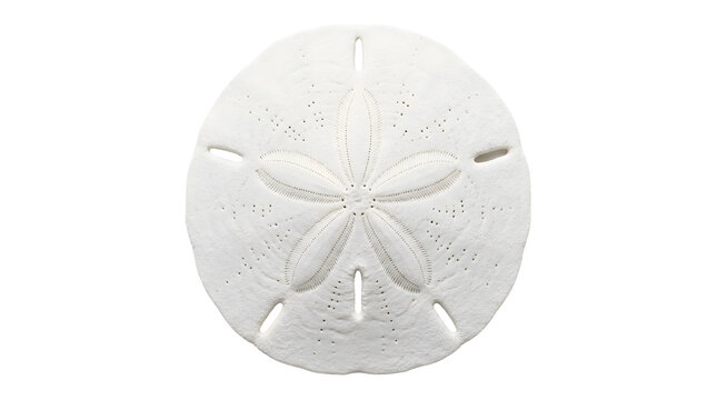Symmetrical white sand dollar shell isolated on grey