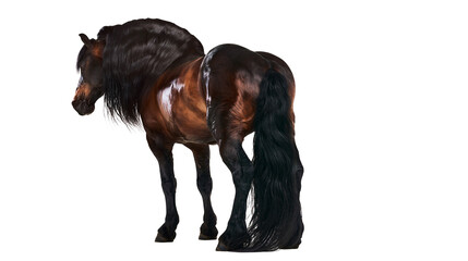 Dark brown horse with long black mane and tail © Alaric