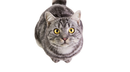 Tabby cat with yellow eyes looking up © Alaric