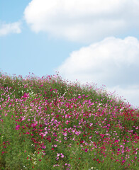 Fototapeta premium コスモス 10月の風景