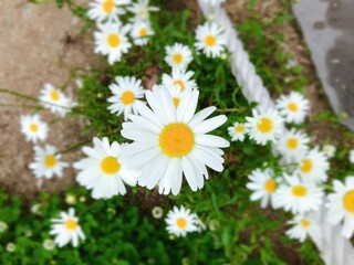 daisies in a field © jeonga