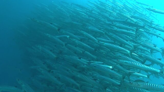 Barracuda wall