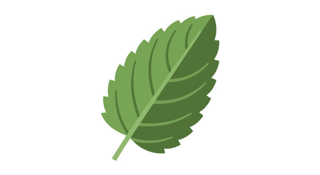 Single Fresh Green Mint Leaf Vector Illustration