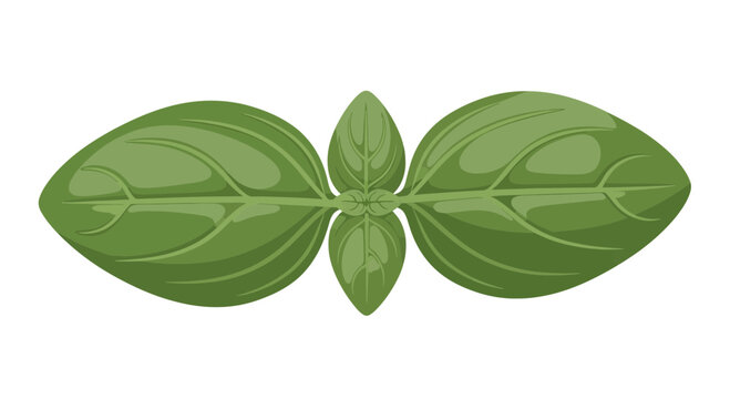 Fresh green basil leaves vector illustration isolated on white