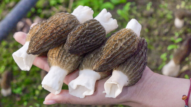 Fresh Alpine Morel Mushrooms from Yunnan China Showing Distinctive Honeycomb Caps and White Stalks