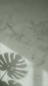 Sage green limewash plaster wall with monstera leaf shadow vertical background with copy space