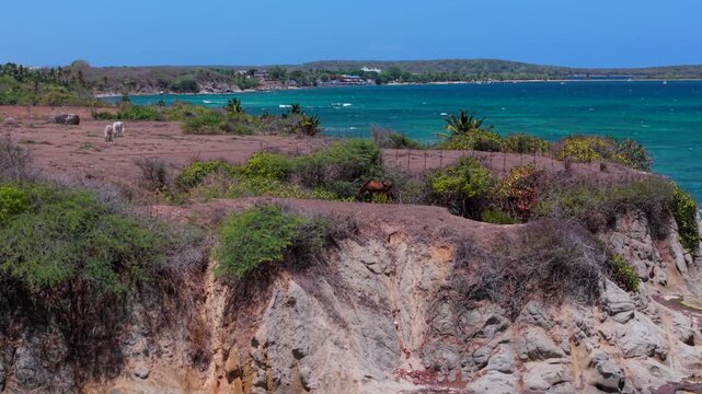 Wild horses grazing on coastal cliffs above blue ocean under clear sky in Vieques