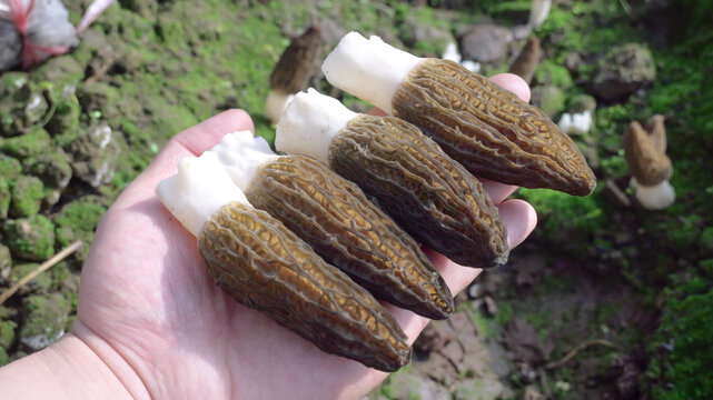 Fresh Alpine Morel Mushrooms from Yunnan Province China Wild Foraging Harvest