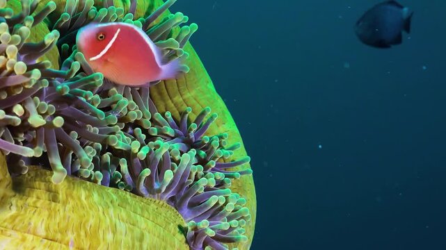 A stunning close-up underwater macro view capturing vibrant pink skunk clownfish safely swimming among the sweeping tentacles of a magnificent sea anemone.