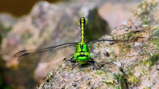 A breathtaking cinematic macro close-up capturing a vibrant green snaketail dragonfly perched on a wet river rock with its intricate wings fully extended.