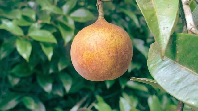 close-up video of a ripe nutmeg fruit hanging from a tree in a tropical environment. Natural spice crop with lush green foliage