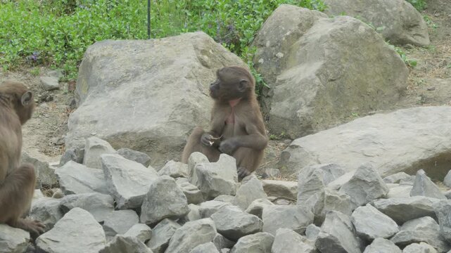Baby Gelada monkey searching for food under rocks