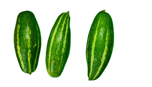 pointed gourd
