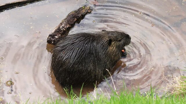 Coypu swimming in shallow muddy water by the bank. Close-up of a nutria with wet fur and long whiskers making ripples on the surface, an invasive rodent in the wild in spring