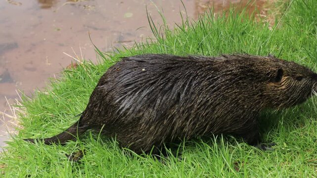 Wet coypu feeding on green grass by the water. Close-up of a nutria, an invasive semi aquatic rodent, grazing on a muddy river bank, European wildlife in daylight