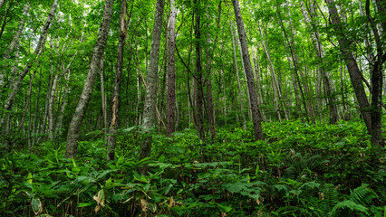 Fototapeta premium Lush birch forest with dense undergrowth in central Hokkaido