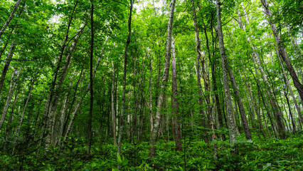 Fototapeta premium Dense birch woodland in the mountains of central Hokkaido