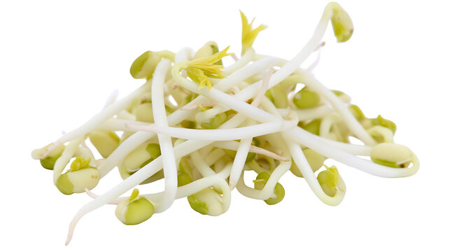 Fresh Mung Bean Sprouts Pile