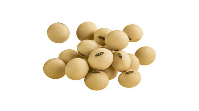 Pile of soybeans with visible hilum