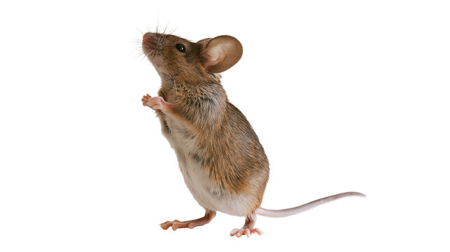 Small brown mouse standing on hind legs, looking up
