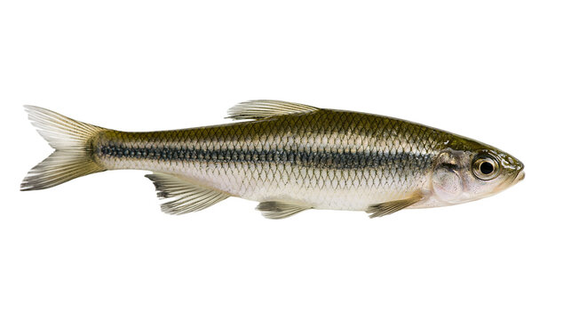 Small freshwater fish with silver scales and dark lateral stripe