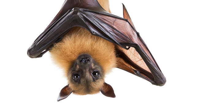Fruit bat hanging upside down with wings spread