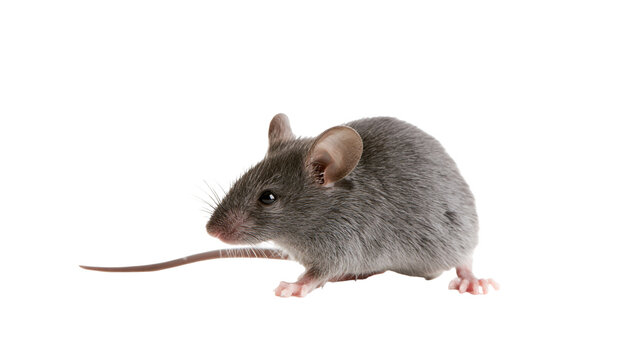 Small gray mouse with long tail on white
